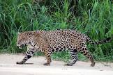 Jaguar & Land Rove